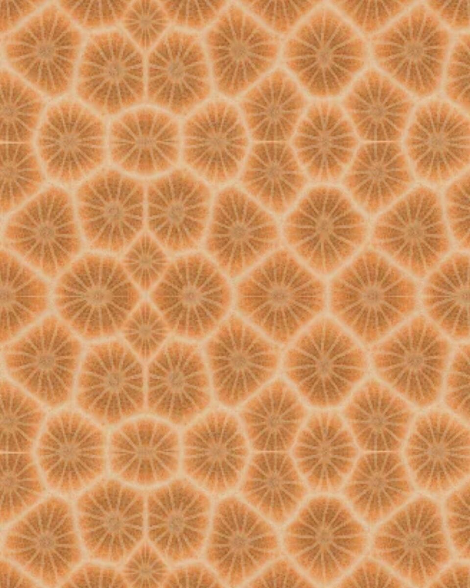 Corallo Fossile